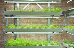 施設内の水耕栽培で
園芸で自然と親しむ!